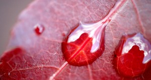 Haid (Menstruação), Nifas (Pós – Parto) e Hemorragia (Istihadah)