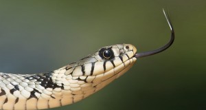 Os Muitos Perigos da Língua