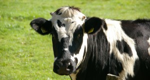O que fazer quando não há carne halal – Iqara Islam
