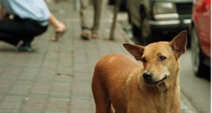 Cães são considerados impuros no Islam? E os gatos?