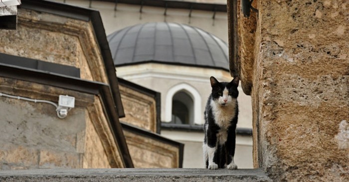 O Amor do Profeta Muhammad por gatos
