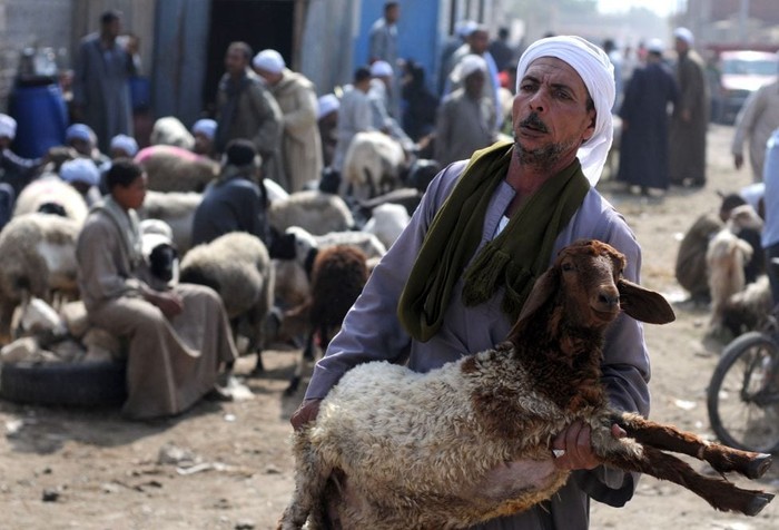 Os Direitos dos Animais no Islam